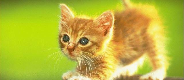 Gato