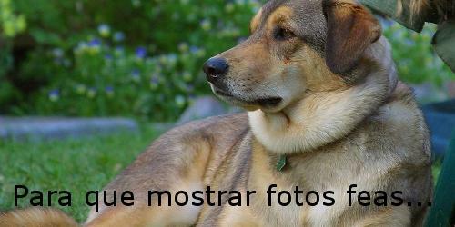 perrito
